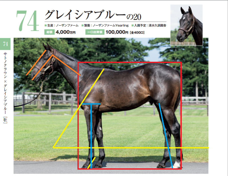 キャロットクラブ21募集馬の馬体評価 キャロットクラブ21関西入厩予定馬no 74 No 86 地方入厩予定馬no 87 No 91 一口馬主 たてログ式募集馬評価 たてログ